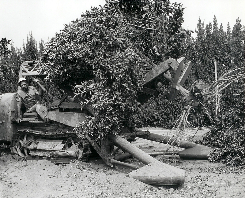 Illustration for article titled Photos of Orange County, Calif., When Oranges Actually Grew There
